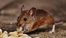 24 Hour & Emergency Exterminators in Farmersvl Sta, NY